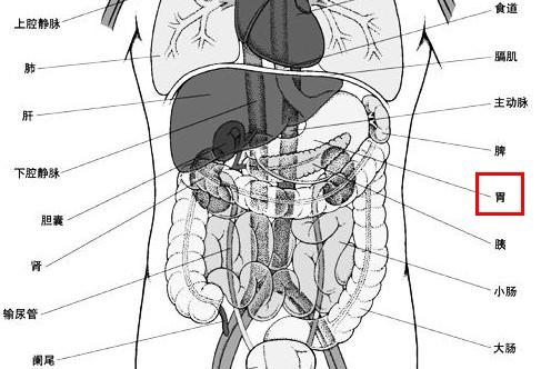 胃位置图及胃解剖图