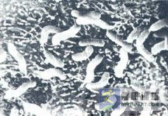 ǿ�������������˾�