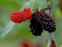 θ��Ѫ�����Ʒ���